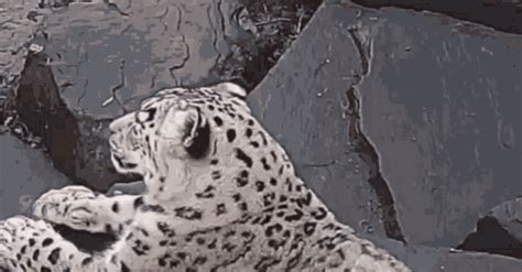 leopard animated meme.